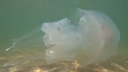 Азовское море атакуют медузы: видео