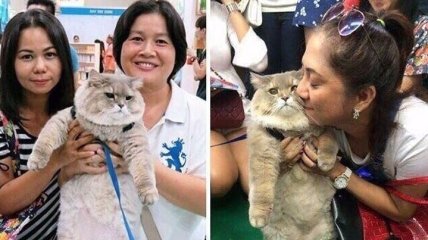 Бон-Бон: известный кот из Таиланда, с которым все хотят сфотографироваться (Фото)