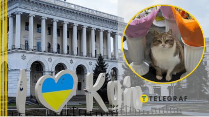 Кішка біля квітів, Київ