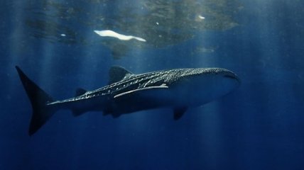 За 120 евро туристы смогут поплавать в компании китовых акул