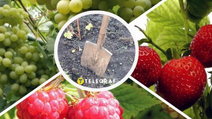Полуниця, малина та виноград — найцінніші ягідні культури для заробітку