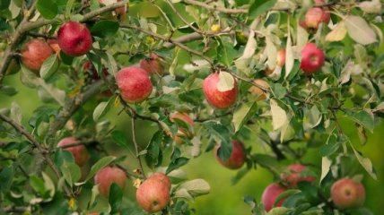 Как сохранить свежесть яблок надолго