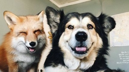 Поразительный случай: лиса и пес стали лучшими друзьями (Фото)
