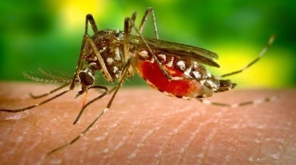 Ученые измерили слух комаров