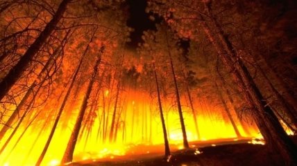 Убытки от лесных пожаров на Херсонщине составляют более 50 млн грн