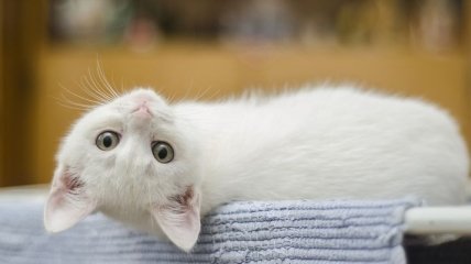 Создано вакцину для кошек, которая делает их гипоаллергенными
