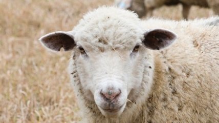 В австрийской деревне стадо овец зашло в спортивный магазин