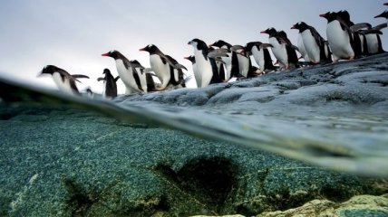 Миллионы лет тому назад пингвины имели рост свыше 2 метров