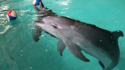 В Трускавце спасают двух дельфинов