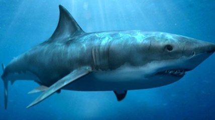Ученые сделали необычное заявление об акулах