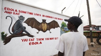 ВОЗ: От лихорадки Эбола скончались 5420 человек