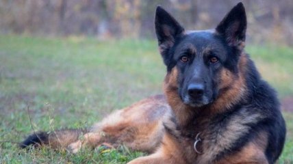 Собака в Днепре провела полицейских от трупа к вероятному убийце