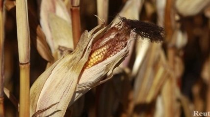 США прогнозируют абсолютный рекорд урожая кукурузы в Украине