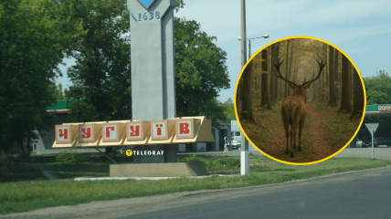 Олень заблудился в центре Чугуева
