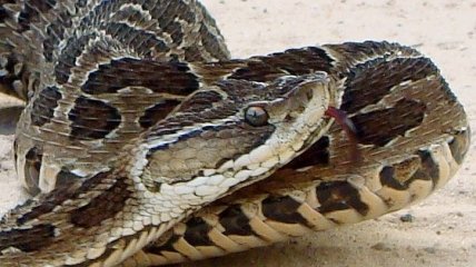 Затягивает раны за 45 секунд: ученые создали медицинский "суперклей" из змеиного яда 