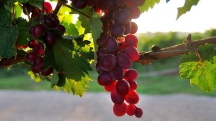 Китай стал второй страной в мире по площади виноградников
