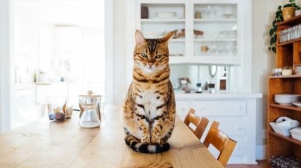 Мстящие, громкие и улыбающиеся: прикольные картинки и мемы с котами за неделю (фото, видео)
