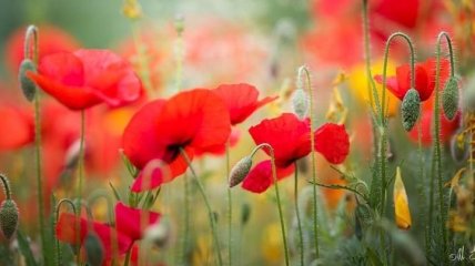 Красивые снимки цветов и растений от Элисон Стэйт (Фото)