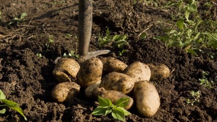 Як доглядати за землею після збирання картоплі