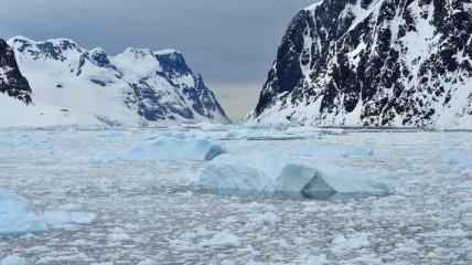 В Антарктиде нашли загадочные мертвые организмы