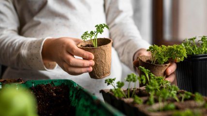 Добриво розсади – важливий етап