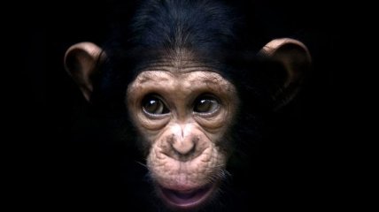 Мозг человека оказался "гибче", чем у шимпанзе  
