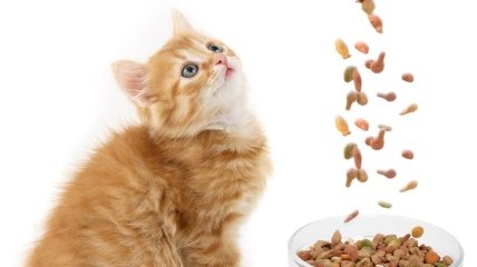Ученые объяснили, почему кошки привередливы в еде 