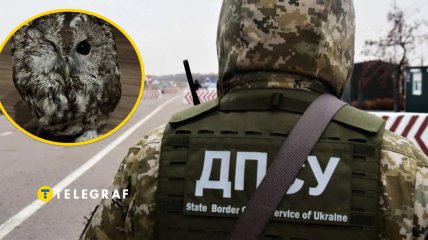 На западе Украины ГПСУ помогли раненой сове
