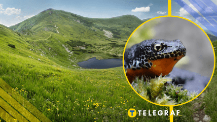 Ілюстративне фото