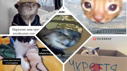 Коллекция картинок и фото смешных котов (130 фото)