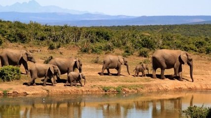 В Таиланде десятки слонов были выпущены на волю (Видео)