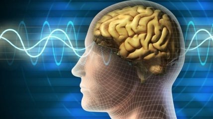 Биологи научились управлять работой мозга с помощью ультразвука