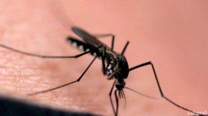 Главный санитар России призвал регионы к борьбе с комарами