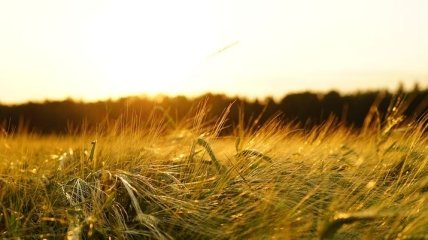 Урожай украинских зерновых продолжает бить рекорды