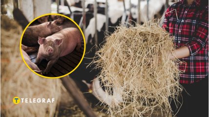 Как правильно содержать свиней