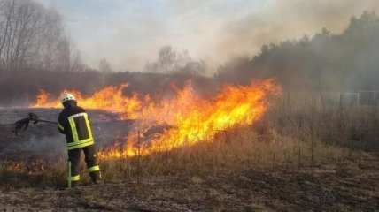 На Житомирщині за добу вигоріло до 500 гектарів лісу