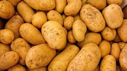 Как хранить картофель зимой