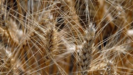 Цена на причерноморскую пшеницу на CBOT 30 августа выросла на $2/т