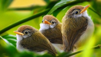 Ученые занесли более 740 новых видов птиц в Красную книгу
