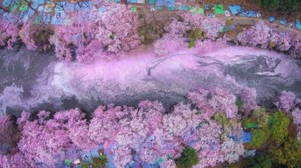 Волшебные фотографии цветущей сакуры (Фото)