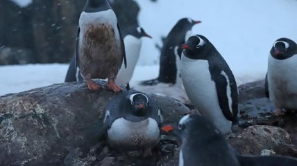 Субантарктичні пінгвіни