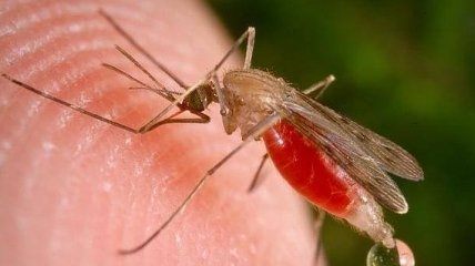 На борьбу с малярией Австралия выделит $300 млн