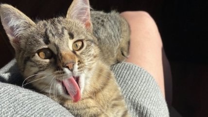 Неуловимый, кот-"катастрофа" и неловкая ситуация с горшком: уморительные картинки и мемы с котами