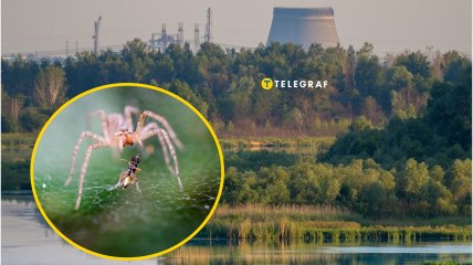 Рідкісний павук