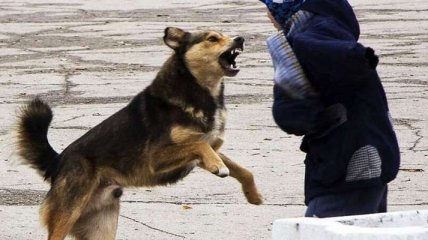 "Могут напасть без повода": в Украине начали происходить массовые атаки собак на людей