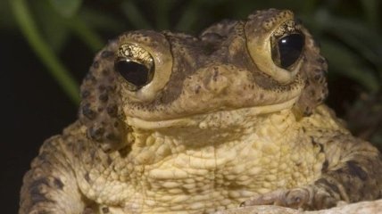 Как происходит спасение вымирающих хохлатых жаб: ученые дали им второй шанс