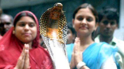 У защитников животных в Индии невеселое настроение в праздник змей