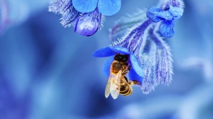 Что делать, если ужалила пчела?