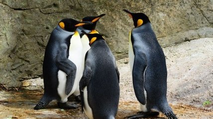 Ученые нашли двух недавно вымерших пингвинов в Новой Зеландии