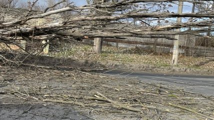 Упавшее дерево, которое травмировало ребенка в Херсоне.
